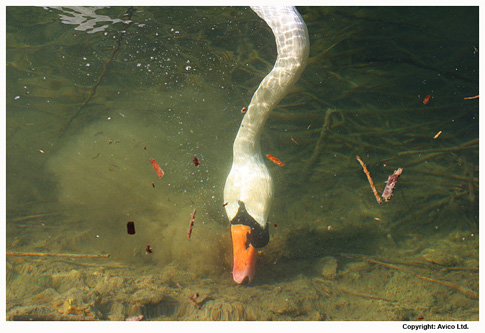 swan mute feeding swans avico